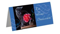 Greeting card cat thank you