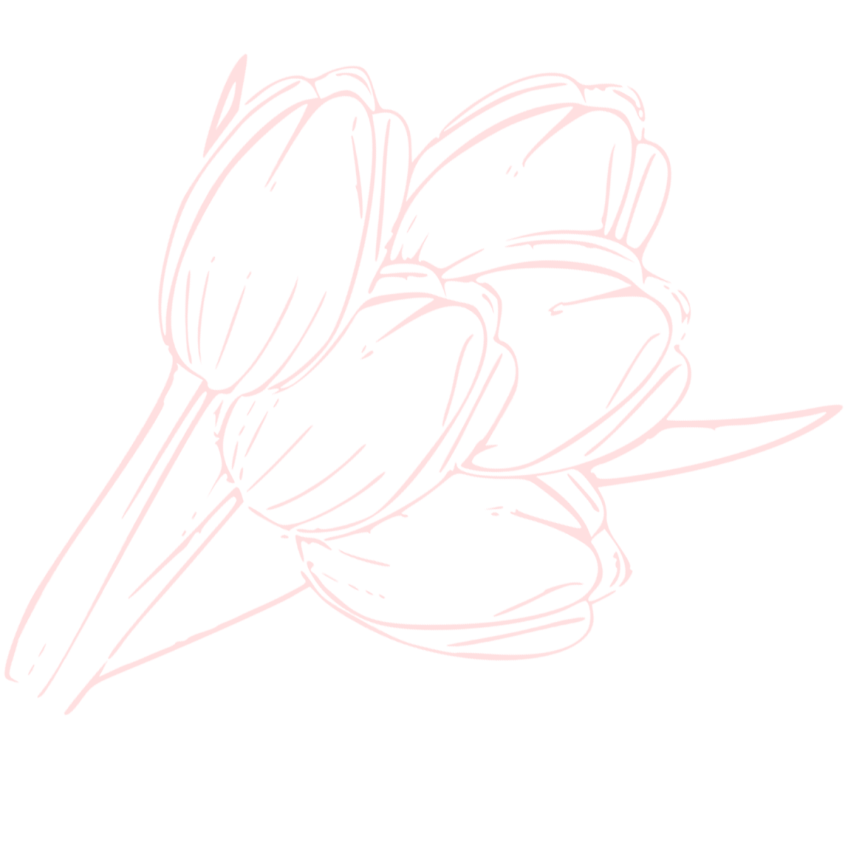 Illustration einer Tulpe 