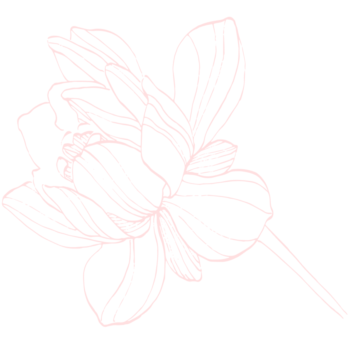 Illustration einer Tulpe